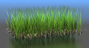 Zizania Grass