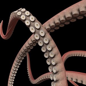 Octopus Tentacle
