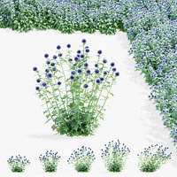 Echinops bannaticus flower