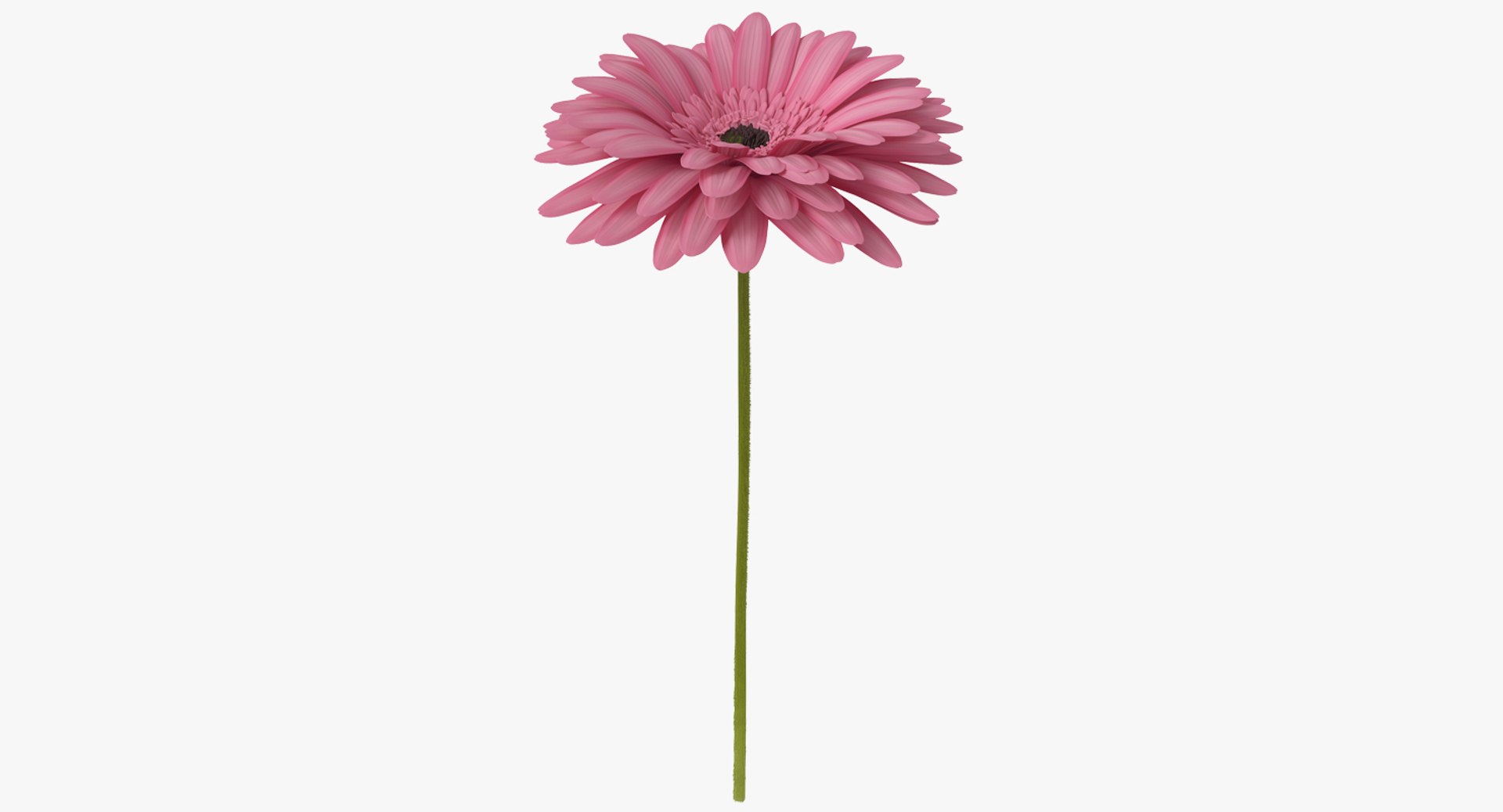 Pink Gerbera Flower 3D model preview