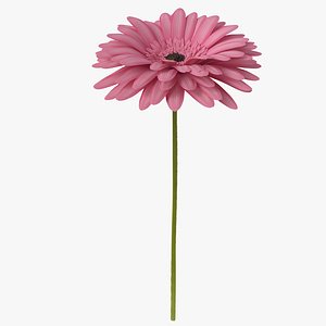 pink gerbera flower model