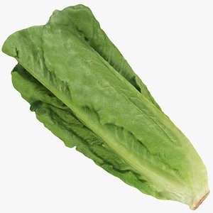 Romaine Lettuce 01