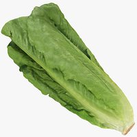 Romaine Lettuce 01