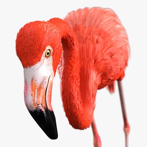 Flamingo Pink Bird in Feeding Pose 3D model