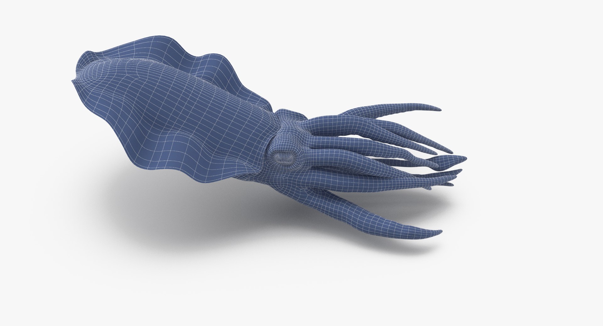3d squid rigged - model https://p.turbosquid.com/ts-thumb/kN/96Vukb/9SiiVxM5/squid_rig_wireframe_0003/jpg/1484661341/1920x1080/fit_q87/24c966d03f754687137c0778d66990ee28f81092/squid_rig_wireframe_0003.jpg