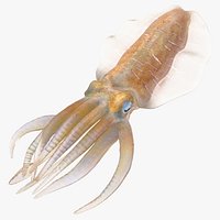 Squid - Rigged