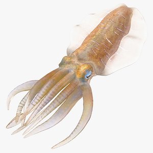 Squid - Rigged