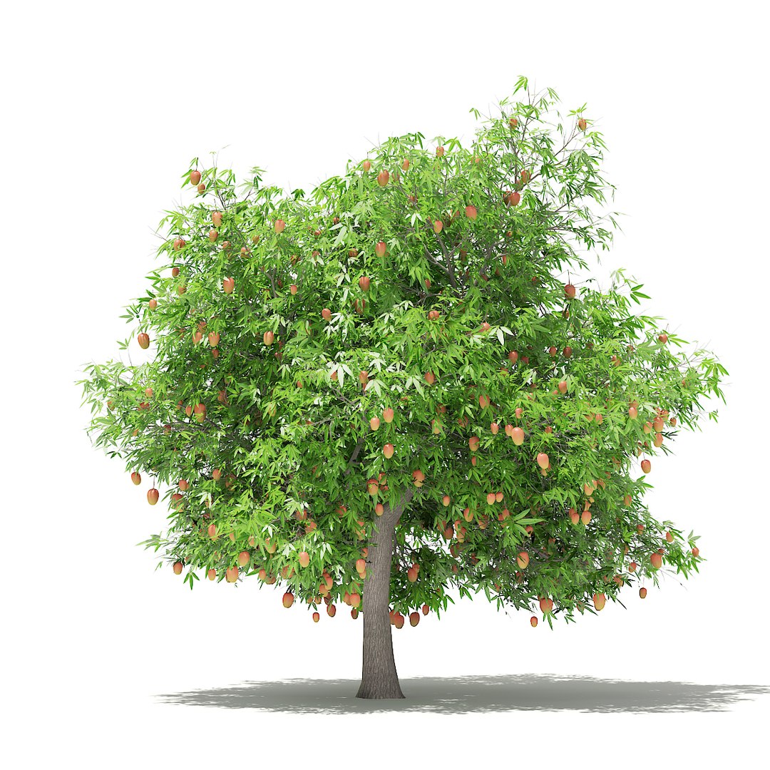 Mango tree isolated Stock Vector Images - Alamy