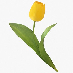 3D model tulip flower