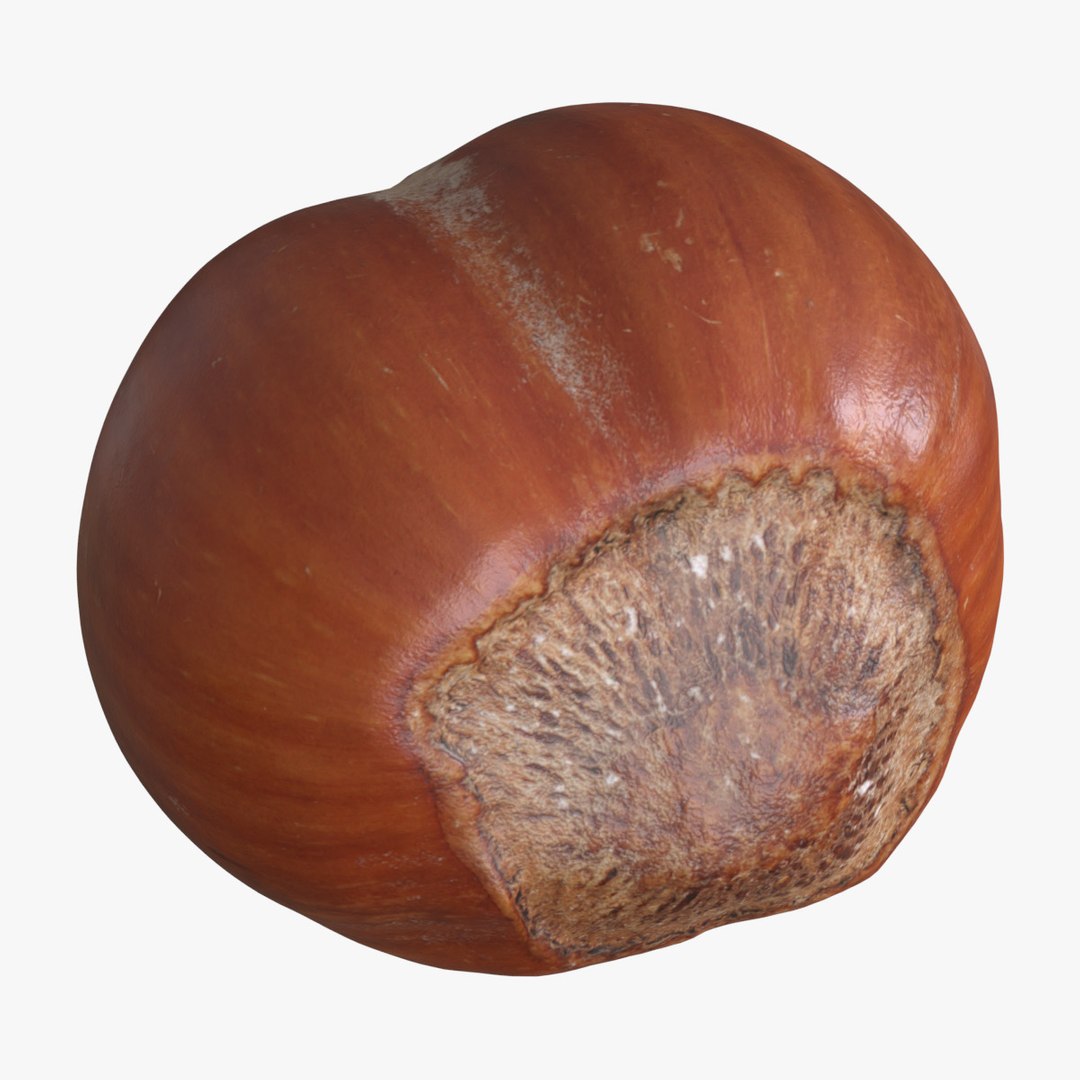 Hazelnut Unshelled 3 3D - TurboSquid 1926241