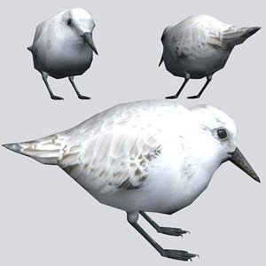 Sanderling