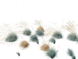 3D model Helictotrichon sempervirens - Blue oat grass 02