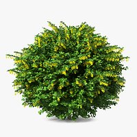 Berberis Shrub with Flowers