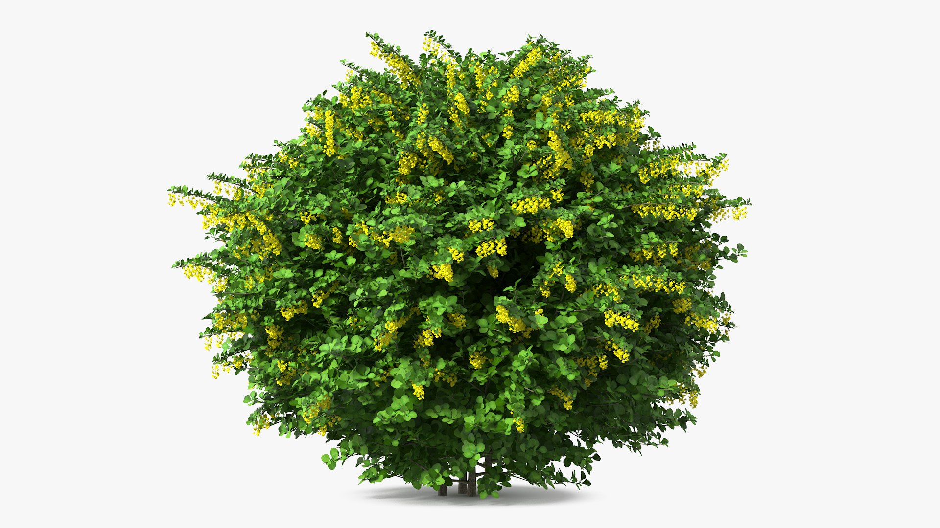 Berberis Shrub with Flowers 3D model preview