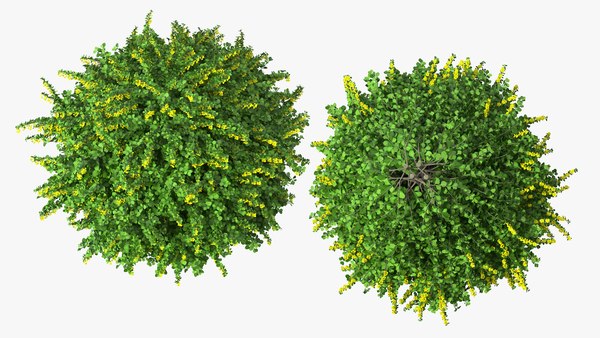 Berberis Shrub with Flowers 3D model - TurboSquid 1841366