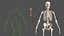 3D male skeleton lymphatic model