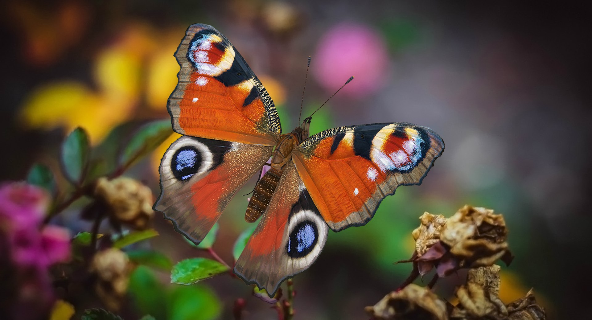 European Peacock Butterfly Sitting Pose 3D Model 3D model preview