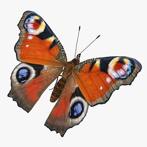european peacock butterfly sitting 3D model