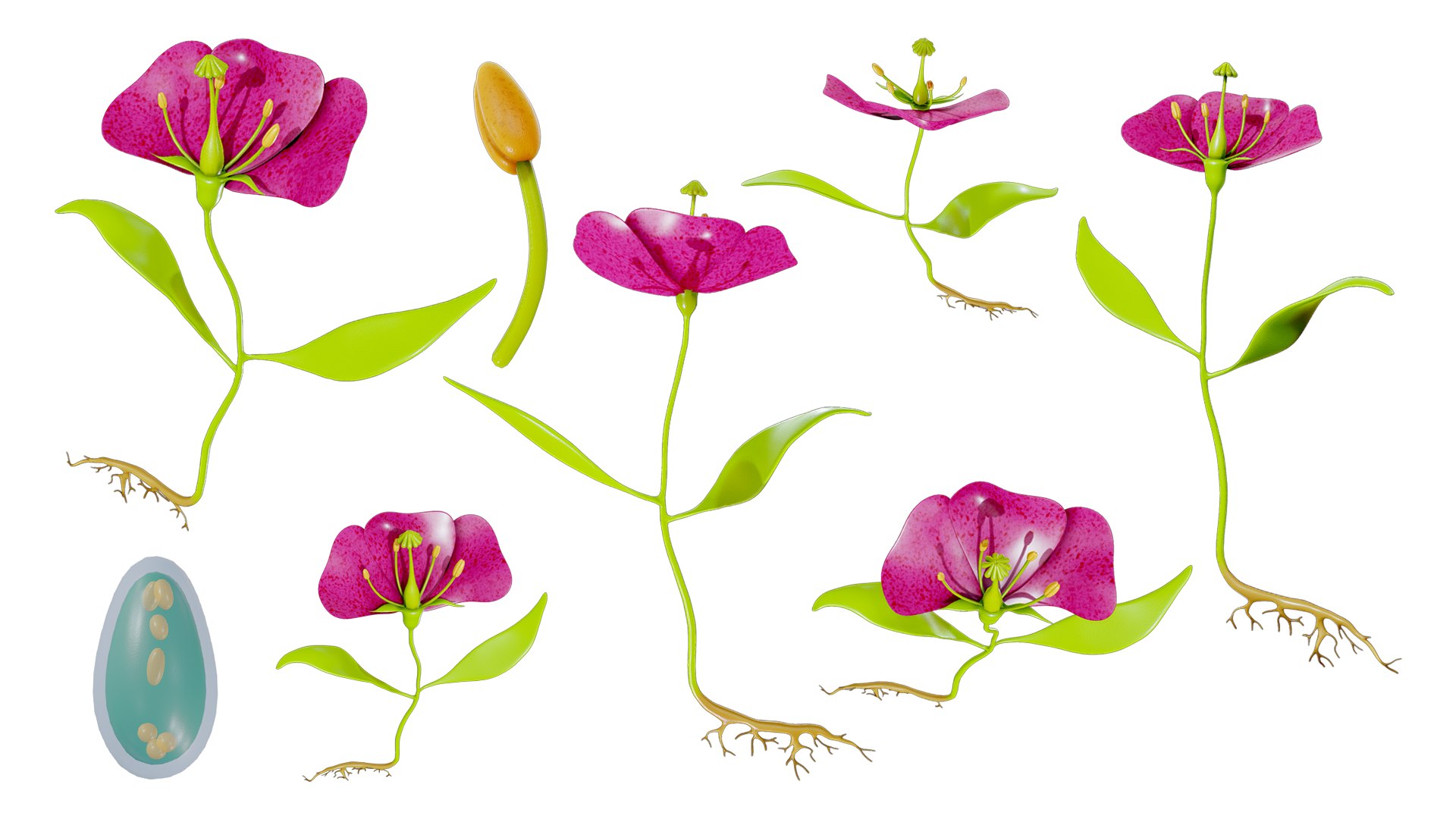 Anatomy of A Flower 3D model https://p.turbosquid.com/ts-thumb/kO/auhzsI/ee/flower_render_1/png/1697992824/1920x1080/fit_q87/1d06b3110ce1366c4900af126aebe46a8dcee2b9/flower_render_1.jpg