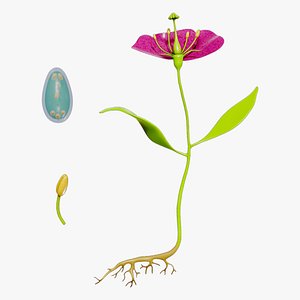 Anatomy of A Flower
