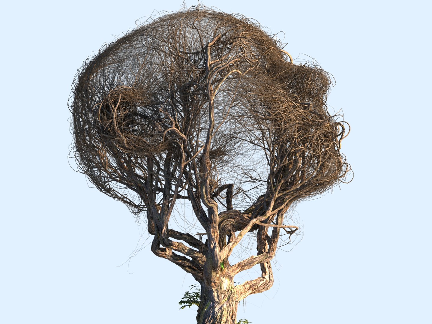 3D Model Tree Head Hd - TurboSquid 1287321