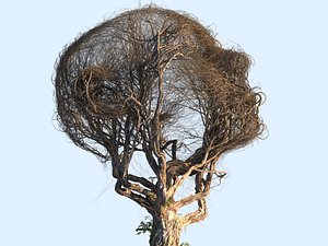 3D model tree head hd