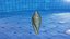 Glory of the Sea Shell
