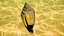 Glory of the Sea Shell