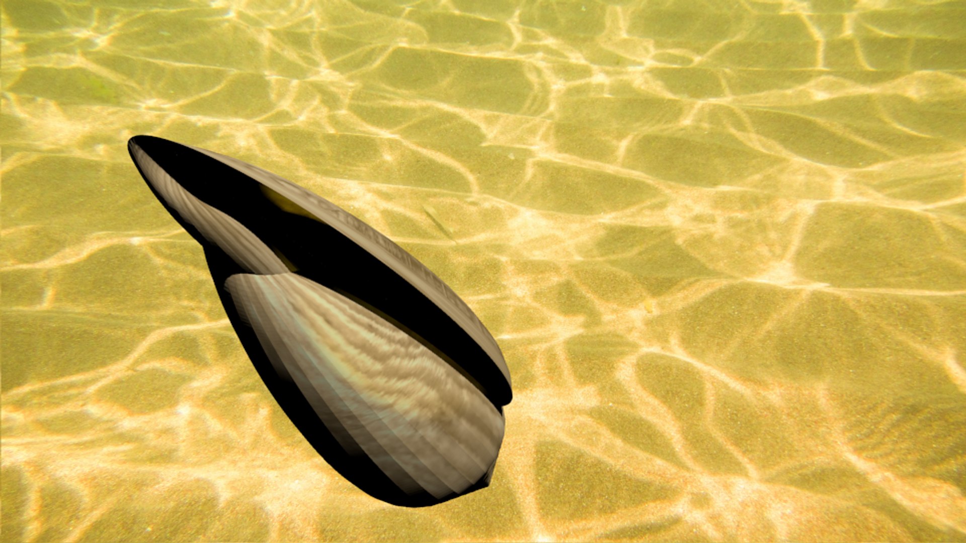 3d glory sea shell https://p.turbosquid.com/ts-thumb/kO/vQw0Lg/Sn0yFmZV/gloryofthesea7/png/1482601032/1920x1080/fit_q87/96f8b327b9af536c1a877e11eae844772f99bd24/gloryofthesea7.jpg