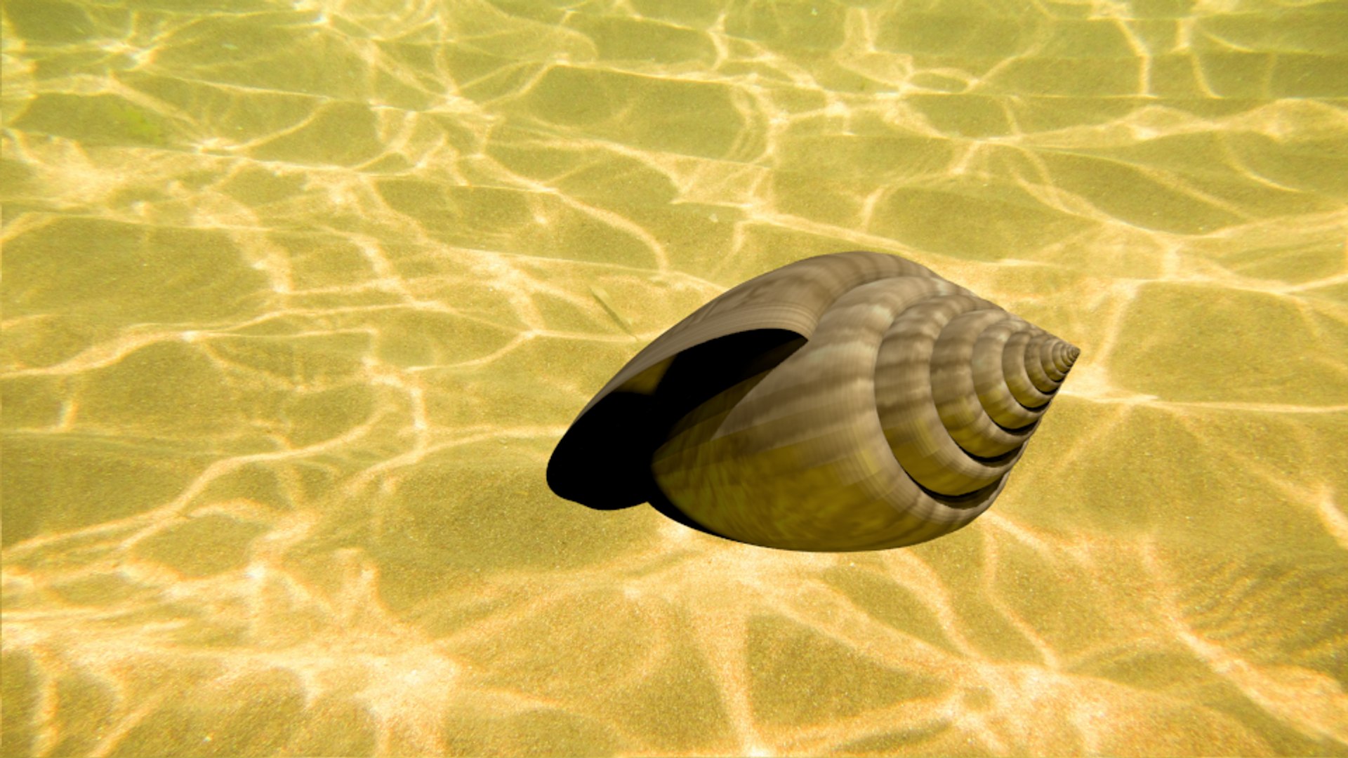 3d glory sea shell https://p.turbosquid.com/ts-thumb/kO/vQw0Lg/XXDP5dSM/gloryofthesea9/png/1482601032/1920x1080/fit_q87/e931f9e319c4d9d288fd524141d73c245c5c353c/gloryofthesea9.jpg
