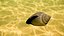 Glory of the Sea Shell