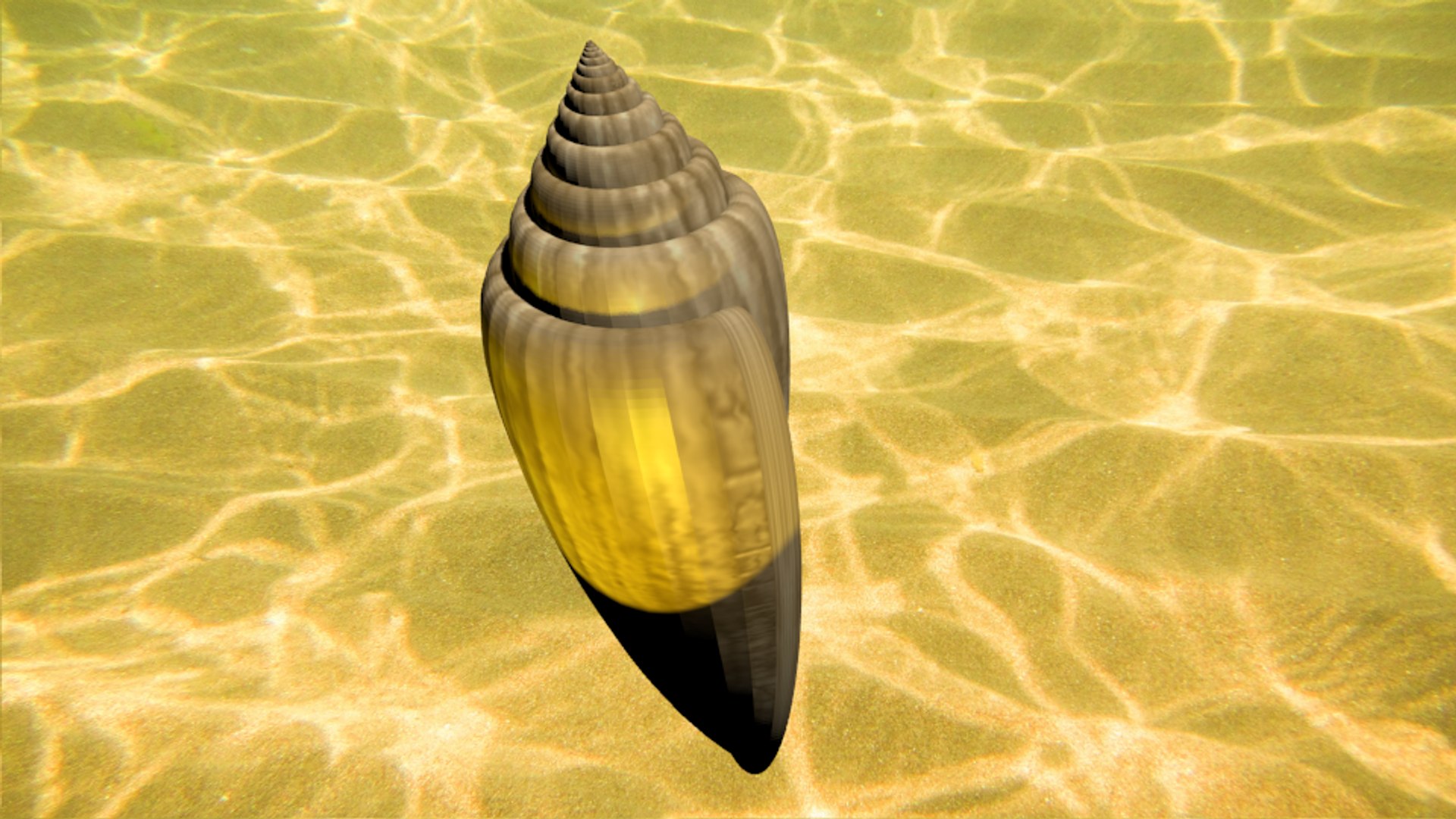 3d glory sea shell https://p.turbosquid.com/ts-thumb/kO/vQw0Lg/dW4Rykg4/gloryofthesea1/png/1482601031/1920x1080/fit_q87/088dd2b45dac52766a9adbb6a2867d987c4250d5/gloryofthesea1.jpg
