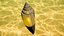 Glory of the Sea Shell