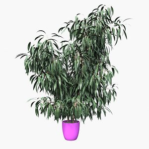 3D model Nerium oleander