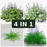 Shade and Woodland Floor Plants - Brunnera, Brunnera Jack Frost, Fern and Liriope