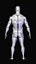 base mesh