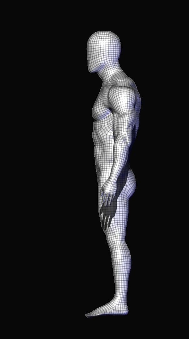 anatomy human man 3D https://p.turbosquid.com/ts-thumb/kP/8WxbQG/80VnmqXt/w3/jpg/1586770718/1920x1080/fit_q87/670a57617b5458479effa0474b695e3598a25d3e/w3.jpg