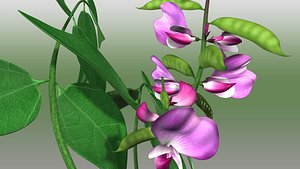Dolichos Plant