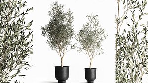 3D Olive tree in a flowerpot for the interior 967