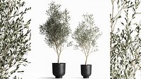 Olive tree in a flowerpot for the interior 967