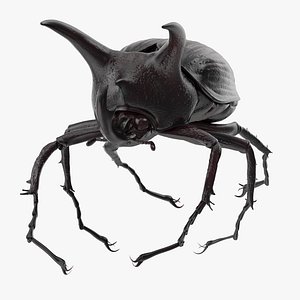 rhinoceros beetle pose 03 3d model