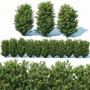 Taxus Baccata # 8. 70cm