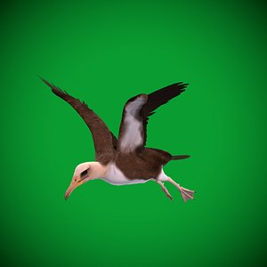 Albatross Seabird 3D model