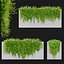 3D phyllanthus myrtifolius