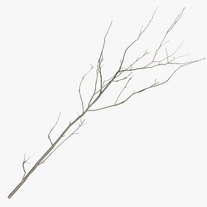 Mountain Ash Branch