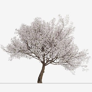Yoshino Cherry or Prunus yedoensis Tree - 1 Tree
