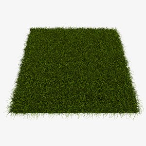 Lawn Grass