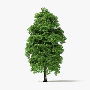 15 Meter Norway Maple Tree