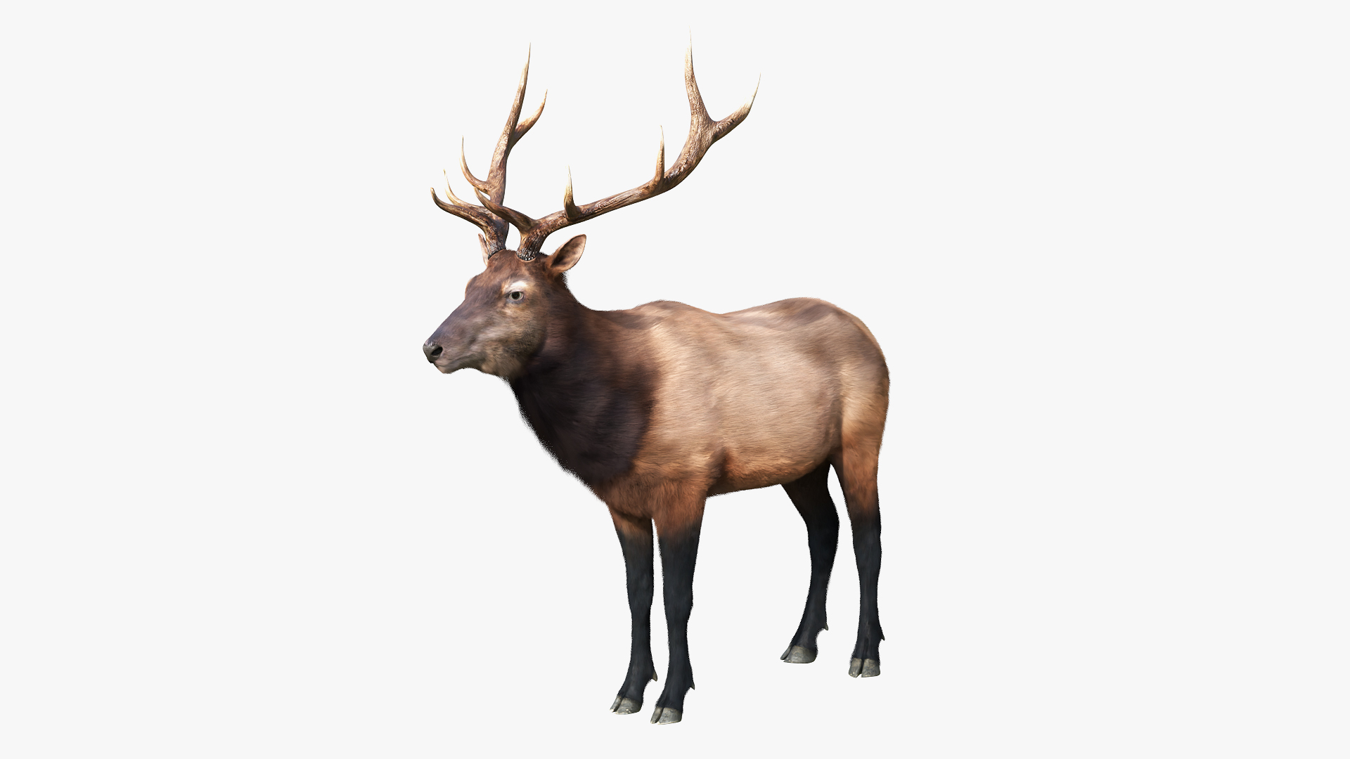 3D model Wapiti Eating Fur Animated Rigged For Blender https://p.turbosquid.com/ts-thumb/kP/xySciD/61/reproduction__wapiti_eating_fur_animated_rigged_for_blender_360/jpg/1774279336/1920x1080/turn_fit_q99/eb55995967e6b4d98cb66ce117996f3f7ba0e33d/reproduction__wapiti_eating_fur_animated_rigged_for_blender_360-1.jpg