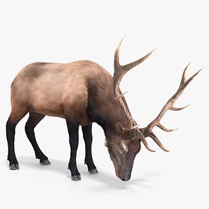 3D model Wapiti Eating Fur Animated Rigged For Blender